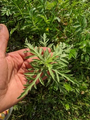 Ambrosia × intergradiens