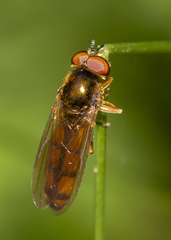 Platycheirus quadratus
