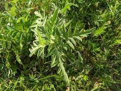 Ambrosia × intergradiens