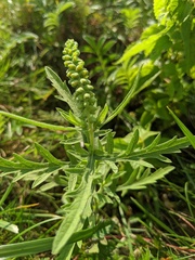 Ambrosia × intergradiens