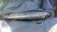 Sardinops sagax
