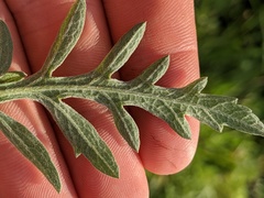 Ambrosia × intergradiens