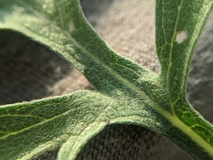 Ambrosia × intergradiens