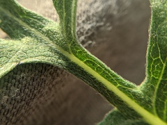 Ambrosia × intergradiens