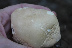 Leucopaxillus laterarius