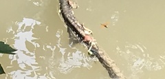 Perithemis tenera