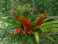Tillandsia multicaulis
