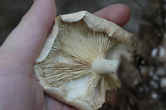Leucopaxillus laterarius