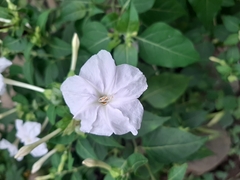 Mirabilis