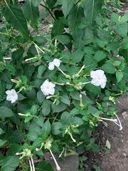 Mirabilis