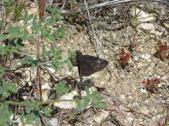 Erynnis propertius