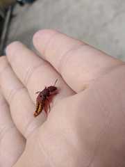 Platydracus vittatus