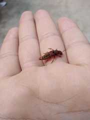 Platydracus vittatus