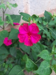 Mirabilis