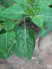 Mirabilis