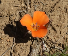 Calochortus kennedyi