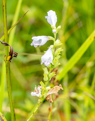 Physostegia angustifolia