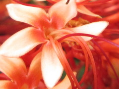 Clerodendrum paniculatum