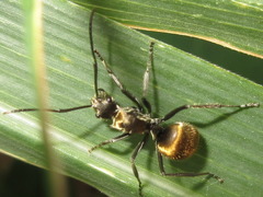 Polyrhachis