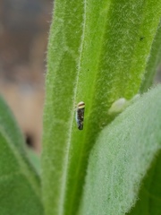 Colladonus montanus reductus