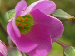 Oxalis