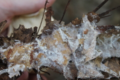 Leucopaxillus laterarius