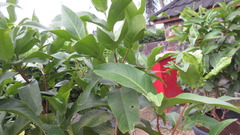 Syzygium samarangense