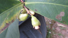 Syzygium samarangense