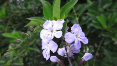 Duranta erecta