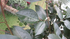 Erythrina