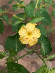 Mirabilis