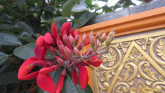 Erythrina