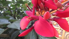 Erythrina