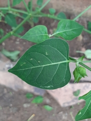 Mirabilis