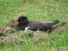Haematopus ostralegus