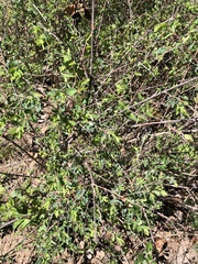 Aloysia gratissima
