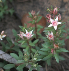 Sedum wrightii