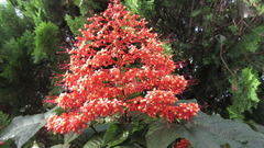 Clerodendrum paniculatum