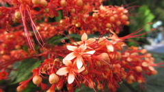 Clerodendrum paniculatum