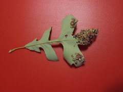 Phylloteras volutellae