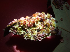 Phylloteras volutellae