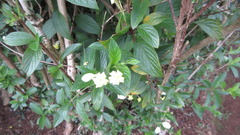 Mussaendeae