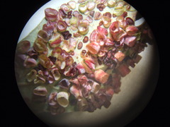 Phylloteras volutellae