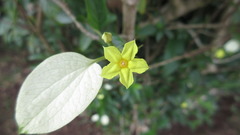 Mussaendeae