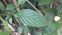 Mussaendeae