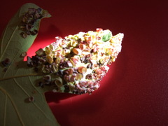 Phylloteras volutellae