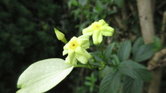 Mussaendeae