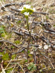 Draba cana
