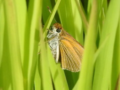 Euphyes bimacula