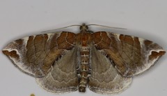 Eulithis molliculata
